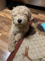 Sheepadoodle Puppies for sale in Pocatello, Idaho. price: $12,500
