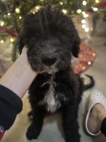 Sheepadoodle Puppies for sale in Goodyear, Arizona. price: $700