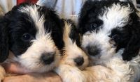 Sheepadoodle Puppies for sale in Syracuse, New York. price: $2,000