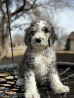 Sheepadoodle Puppies for sale in Amarillo, Texas. price: $900