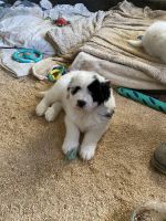 Sheepadoodle Puppies for sale in Bonsall, California. price: $1,600