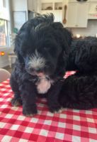 Sheepadoodle Puppies for sale in York, South Carolina. price: $800