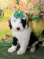 Sheepadoodle Puppies for sale in Fort Worth, TX, USA. price: $1,200