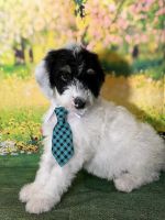Sheepadoodle Puppies for sale in Fort Worth, Texas. price: $1,200