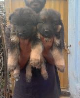 Shepard Labrador Puppies Photos