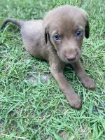 Shepard Labrador Puppies for sale in Goose Creek, SC, USA. price: NA