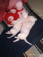 Shepard Labrador Puppies for sale in Vrindavan Colony, Lucknow, Uttar Pradesh, India. price: 6000 INR