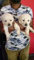 Shepard Labrador Puppies for sale in Dharwad, Karnataka, India. price: 10000 INR
