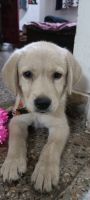 Shepard Labrador Puppies for sale in Dighi, Pune, Maharashtra, India. price: 12000 INR