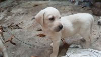 Shepard Labrador Puppies for sale in Sakarayapattana, Karnataka 577135, India. price: 8000 INR