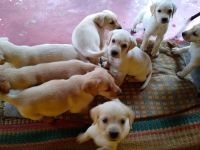 Shepard Labrador Puppies for sale in Mysuru, Karnataka, India. price: NA