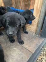 Shepard Labrador Puppies for sale in Watkins, MN 55389, USA. price: NA