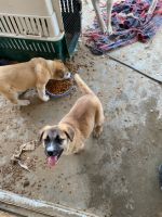 Shepard Labrador Puppies for sale in Lancaster, CA, USA. price: NA
