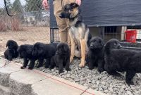 Shepard Labrador Puppies for sale in Spokane, WA, USA. price: $500