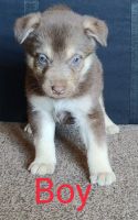 Shepherd Husky Puppies for sale in Fountain, CO, USA. price: NA