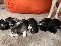 Shepherd Husky Puppies for sale in Alton, IL, USA. price: NA