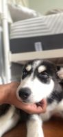 Shepherd Husky Puppies for sale in Flushing, Queens, NY, USA. price: NA
