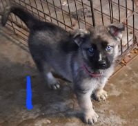Shepherd Husky Puppies for sale in Albion, MI 49224, USA. price: NA