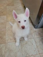 Shepherd Husky Puppies for sale in Seaford, DE 19973, USA. price: NA