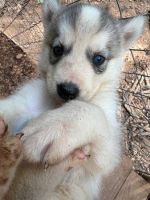 Shepherd Husky Puppies for sale in Savannah, GA, USA. price: NA