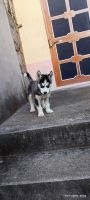 Shepherd Husky Puppies for sale in Jaisinghpur, Himachal Pradesh, India. price: 30000 INR