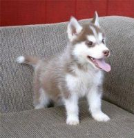 Shepherd Husky Puppies for sale in Dallas, TX, USA. price: NA