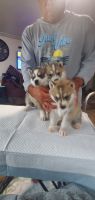 Shepherd Husky Puppies for sale in Sacramento, CA, USA. price: NA