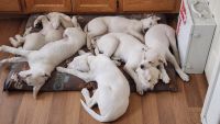 Shepherd Husky Puppies for sale in North Las Vegas, NV, USA. price: NA