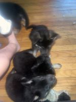 Shepherd Husky Puppies for sale in Beachwood, NJ, USA. price: NA