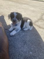 Shepherd Husky Puppies for sale in McDonough, GA, USA. price: NA