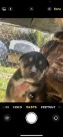 Shepherd Husky Puppies for sale in Byron, GA 31008, USA. price: NA