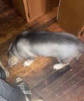 Shepherd Husky Puppies for sale in Corning, NY 14830, USA. price: $500