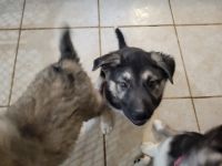 Shepherd Husky Puppies for sale in San Tan Valley, AZ, USA. price: $400