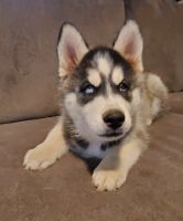 Shepherd Husky Puppies for sale in Aliquippa, PA 15001, USA. price: $1,000