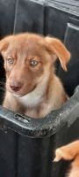 Shepherd Husky Puppies for sale in Sequim, WA 98382, USA. price: $500