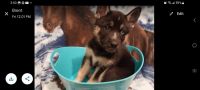 Shepherd Husky Puppies for sale in Essex, Maryland. price: $400
