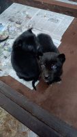Shepherd Husky Puppies for sale in Lucknow, Uttar Pradesh. price: 10,000 INR