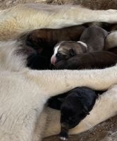 Shepherd Husky Puppies for sale in Lancaster, CA, USA. price: $300