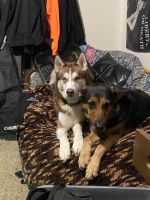 Shepherd Husky Puppies for sale in Chesaning, Michigan. price: $600