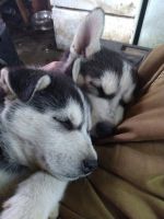 Shepherd Husky Puppies for sale in Silver Bay, Minnesota. price: $300