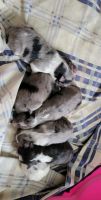 Shetland Sheepdog Puppies Photos