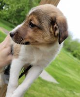 Shetland Sheepdog Puppies for sale in Arvada, CO, USA. price: NA