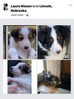 Shetland Sheepdog Puppies for sale in Lincoln, NE, USA. price: NA