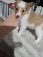Shetland Sheepdog Puppies for sale in 2839 Agency Creek Rd, Decatur, TN 37322, USA. price: NA