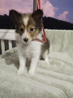 Shetland Sheepdog Puppies for sale in 2839 Agency Creek Rd, Decatur, TN 37322, USA. price: NA