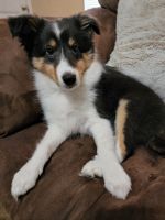 Shetland Sheepdog Puppies for sale in Richlands, NC 28574, USA. price: NA