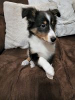 Shetland Sheepdog Puppies for sale in Richlands, NC 28574, USA. price: NA