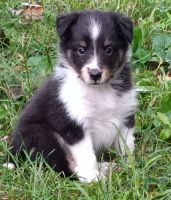 Shetland Sheepdog Puppies for sale in Nicholasville, KY 40356, USA. price: NA