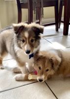 Shetland Sheepdog Puppies for sale in Concord, NC, USA. price: NA