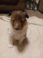 Shetland Sheepdog Puppies for sale in London, OH 43140, USA. price: NA